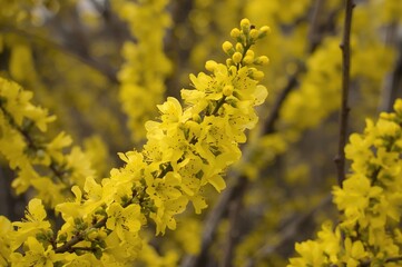 Bright yellow forsythia blossoms heralding the arrival of spring.