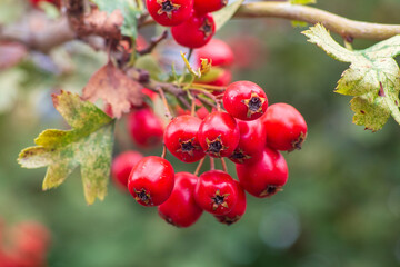 Hawthorn berries, blood-red hawthorn (Crataegus sanguinea)