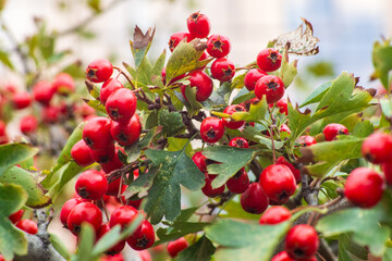 Hawthorn berries, blood-red hawthorn (Crataegus sanguinea)