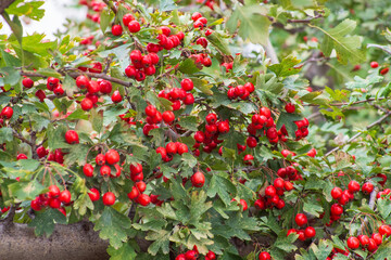 Hawthorn berries, blood-red hawthorn (Crataegus sanguinea)