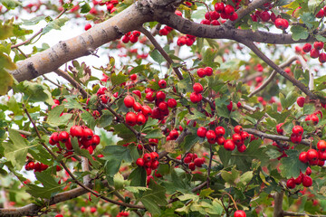 Hawthorn berries, blood-red hawthorn (Crataegus sanguinea)