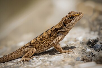 Fototapeta premium The Small Wall Lizard is an insectivorous reptile found in rocky and city environments, frequently sunbathing on heated areas.