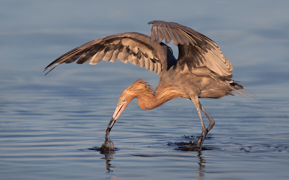 Side view of a Reddish egret (Egretta rufescens) with spread wings walking in water and hunting for food, Merritt Island, Lotus, Brevard County, Florida, USA