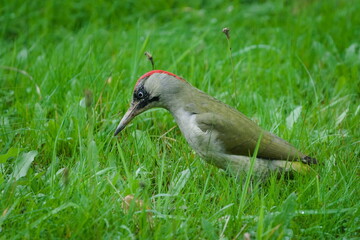 European Green Woodpecker (Picus viridis) — Bird searching for food in grass, a common species in the Czech Republic.