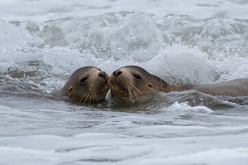 Fototapeta premium Cozy companionship and affectionate seals cuddling in ocean waves. Emotional connection of wild animals sharing a loving moment. Mating couple of seals in the water.