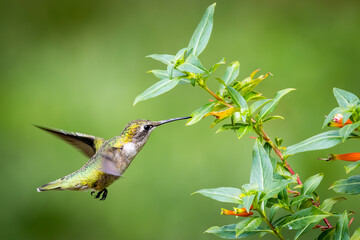 Fototapeta premium Hummingbird Searching for Nectar Among Green Leaves and Flowers