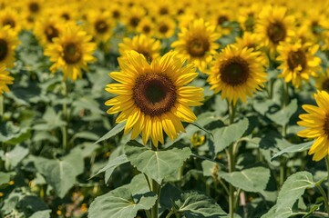 Obraz premium Golden sunflowers blossoming in a sunny meadow. A close-up view of vibrant sunflowers under bright sunlight, perfect for sunflower oil promotion. Lovely yellow blossoms.