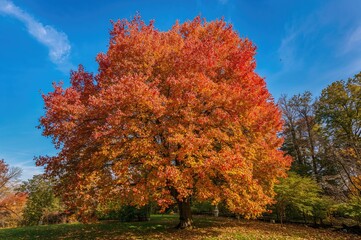 Bright orange, yellow, and brown oak foliage against a clear blue sky on a sunny fall day in a garden, captured with a soft focus effect