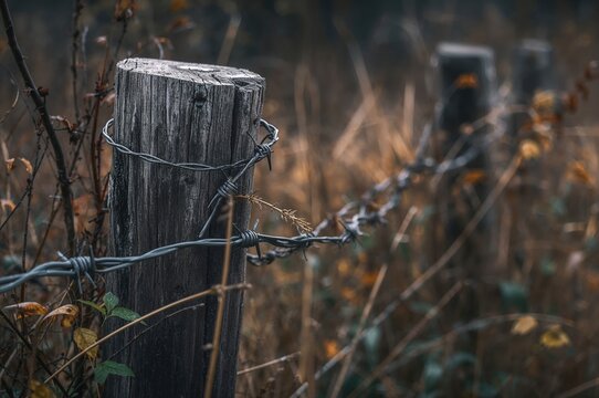 An aged wooden fence post entwined with barbed wire amidst dense, untamed greenery. The rough wood grain and natural surroundings evoke a charming and reminiscent atmosphere. - Powered by Adobe