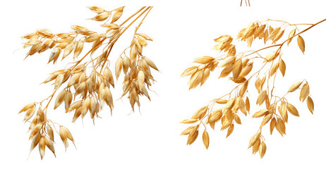 Two stalks of golden oat plant with ripe grain, isolated on transparent background