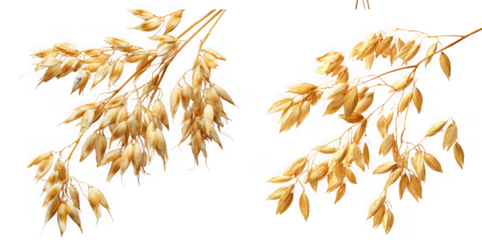 Two stalks of golden oat plant with ripe grain, isolated on transparent background