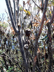 Banksia tree with seed pods / 種子のあるバンクシアの木