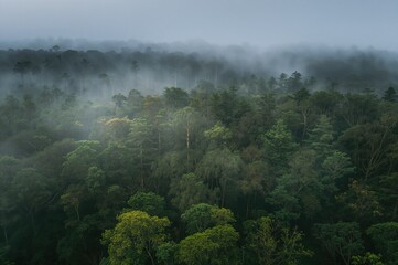 A misty background highlights an aerial perspective of a densely packed woodland.