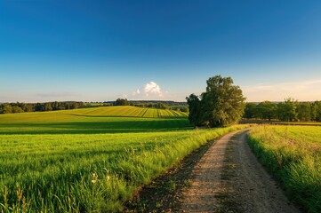Obraz premium A Bright and Clear Morning Over Fertile Farmland, Showcasing the Charm of Cultivation