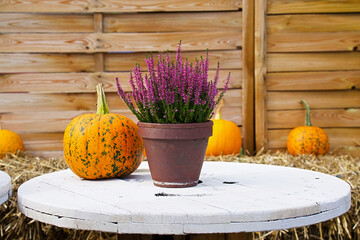 An autumn arrangement with a rustic feel, featuring orange pumpkins and blooming purple heather in a pot