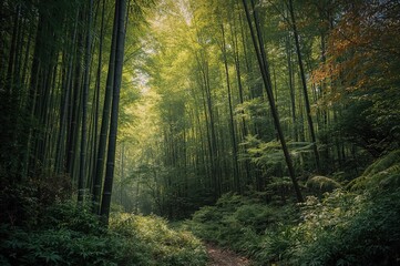 Fototapeta premium Wood from Bamboo Plant