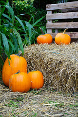 There are several orange pumpkins of different sizes on a haystack