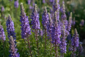 Obraz premium Blooming Blue Purple Salvia pratensis, Also Known as Meadow Clary or Meadow Sage