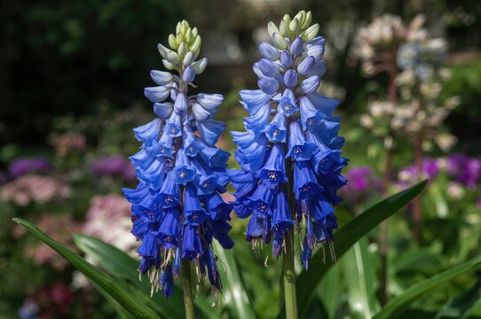 Dichorisandra Thyrsiflora: The Blue Ginger Species