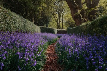 Naklejka premium Springtime bluebell scene in a natural woodland setting