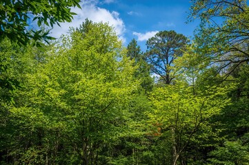 Obraz premium Cluster of Tree Leaves Against the Sky