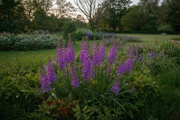 Fototapeta premium Cluster of Violet Blossoms Surrounded by Foliage