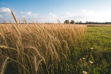 Wheat stalks growing in a countryside landscape. Agricultural and harvest backdrop.