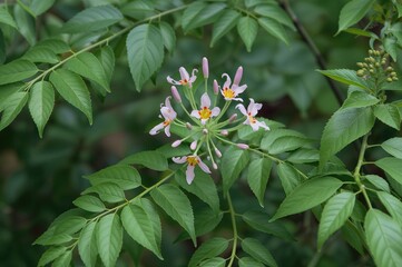Fototapeta premium Cassia spectabilis inhibits key enzymes linked to Alzheimer's disease development