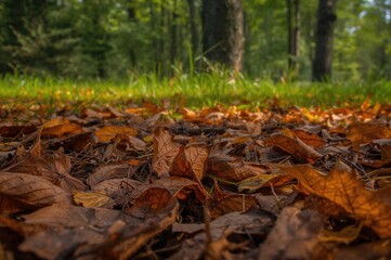 Withered foliage scattered on the woodland floor