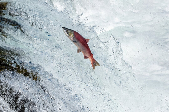 A red salmon is jumping the waterfall at Brooks Falls in Katmai National Park, Alaska.