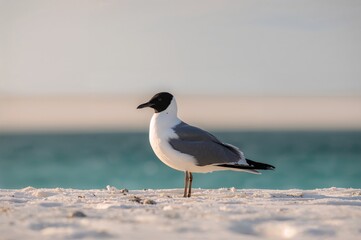 Fototapeta premium Gull Species with Dark Head Markings (Chroicocephalus ridibundus)