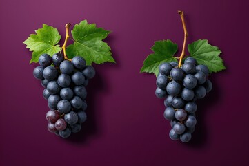 Fototapeta premium Dark Wine Grape Set Against a Purple Backdrop, Cluster of Grapes with Leaves on Purple Background with Clipping Path