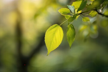 Obraz premium Radiant pale green foliage against a soft-focused backdrop