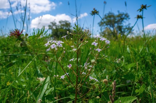 Bidens pilosa known by various names such as hitch hikers, black-jack, beggarticks, farmer's friends, and Spanish needle, but often called cobblers pegs.