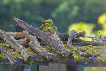 Dunnock well camouflaged on a wooden fence, dunnock on a mossy wooden roof, small brown bird camouflaged on a roof, mossy wood, Prunella modularis