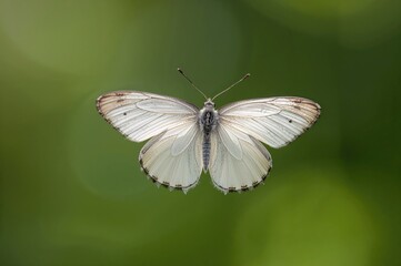 A detailed view of a pale butterfly soaring with a soft green backdrop.