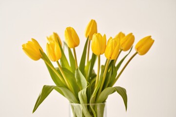 Fototapeta premium Yellow tulips arranged in a vase illuminated by lights on a white backdrop