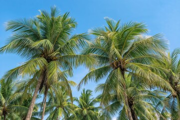Fototapeta premium High coconut trees gently moving beneath a bright azure sky, their rich green leaves creating a lively overhead cover that inspires tropical tranquility.