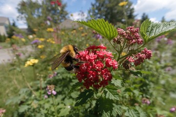 A bumblebee collects nectar from a red currant blossom in a natural setting