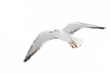 Fototapeta premium A flying bird against a plain white background