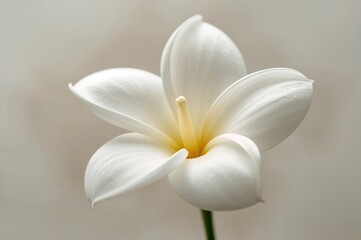 Fototapeta premium Detailed close-up of a pristine white gardenia flower blossoming