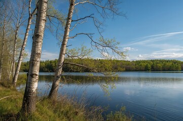 Obraz premium A single birch tree grows beside a lake during the early days of Spring.