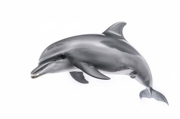 Fototapeta premium Single dolphin against a plain white backdrop