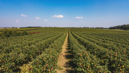 Aerial perspective of a vast apple farm with mature fruit, summer trees, and harvesting activity.