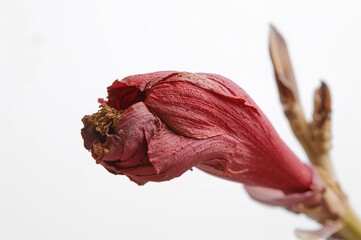 Close-up of dried tropical red ginger flower (Alpinia purpurata) on a white isolated background
