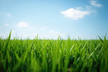 Obraz premium Lush grassy fields as a backdrop