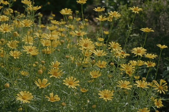 Gorgeous yellow coreopsis blossoms with lance-shaped leaves
