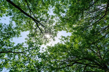 Fototapeta premium Gazing upward through leafy branches. Stunning natural canopy of greenery against the sky. Space for text.