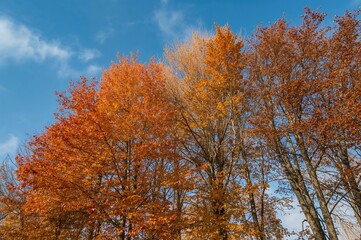 Fototapeta premium Autumn hues decorating tree limbs
