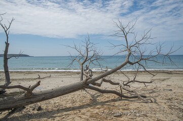 Uprooted tree resting along a sandy shore with water and sky in the background